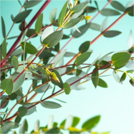 Eucalyptus parvifolia verde