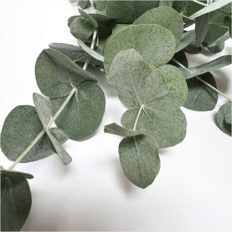 Eucalipto cinerea verde