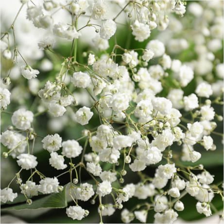 Gypsophila