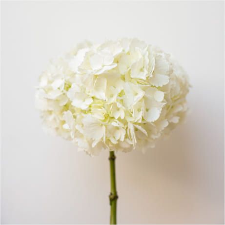 Hydrangea(hortensia)
